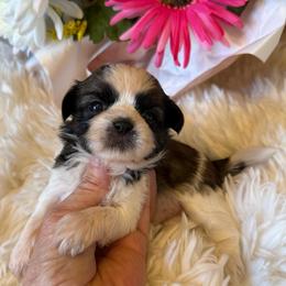 AKC - Daisy Champion Bloodline - Tricolor female Shih Tzu puppy in Long Beach, California from Prieto Shih-Tzu's
