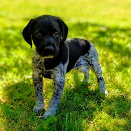 Monroe - Black roan female German Shorthaired Pointer puppy in Graham, Washington from Dali and Company