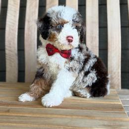 Theo - Chocolate merle male Bernedoodle puppy in Runaway Bay, Texas from Green Ranch Doodles