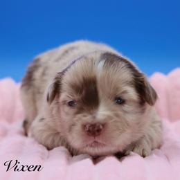 Vixen - Red merle female Miniature Australian Shepherd puppy in Weeki Wachee, Florida from Arlington's Mini Aussies