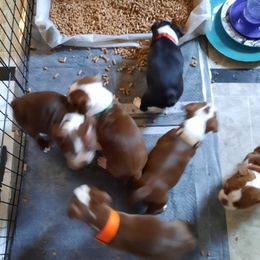 Boston Terrier Puppies from NanzBostz