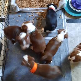Boston Terrier Puppies from NanzBostz