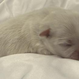 Shih Tzus from Brinklee's Babies