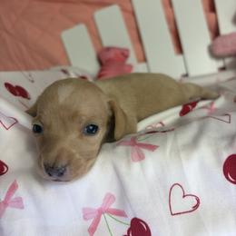 Monty - Cream male Dachshund puppy in Lake City, Florida from My Ditzy Doxies of Florida
