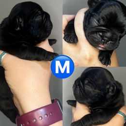 Boy 3 - French Bulldog puppy from K&J Frenchies