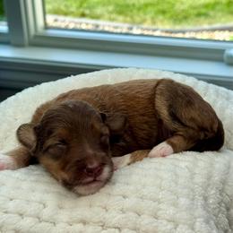 Gabana - Red phantom female Aussiedoodle puppy in Decatur, Illinois from Signature Doodles
