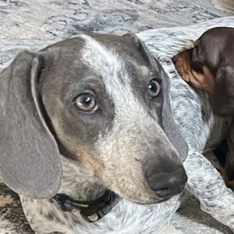 Blue - Dachshund