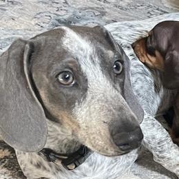 Blue - Dachshund