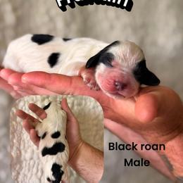 Franklin - Black and white male English Springer Spaniel puppy in Uvalda, Georgia from Willow Creek Farms
