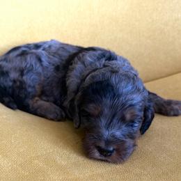 Gunter - Merle male Goldendoodle puppy in Spokane, Washington from Goldendoodles on the Prairie