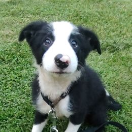 Sweet Daisy - Black and white female Border Collie puppy in Hull, Texas from Simmons Toy Aussies and Border Collies