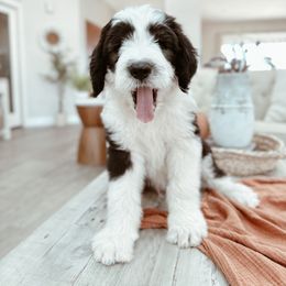 Bernedoodle, Goldendoodle, and Sheepadoodle Puppies from High Desert Doodles