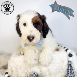 Cosmo - Sable male Goldendoodle puppy in Anderson, South Carolina from Brinkerhoff Doodle Farm
