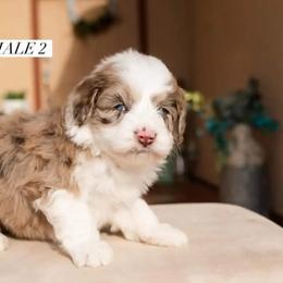 Aussiedoodle and Goldendoodle Puppies from Ever After Doodles Arizona