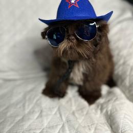 CKC Boy 2 - Liver male Shih Tzu puppy in Houston, Texas from Paws n Claws