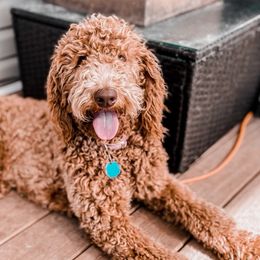 Mylee - Goldendoodle