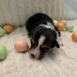 Purple Collar - Black and tan female Pembroke Welsh Corgi puppy in Abingdon, Virginia from Em-K Kennels