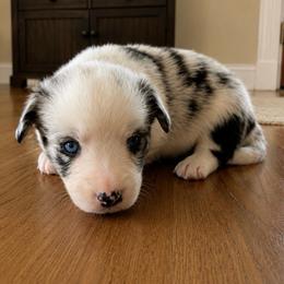 Wade - Blue merle and white male Cardigan Welsh Corgi puppy in Kerens, West Virginia from Leather & Lace