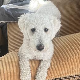 Kaiah - Goldendoodle