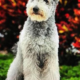 Pumik and Tibetan Terriers from TriSong TIbetan Terriers & Pumik