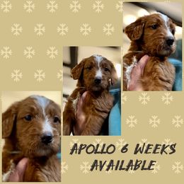Apollo - Goldendoodle puppy from Perfect Fit Poodles & Doodles