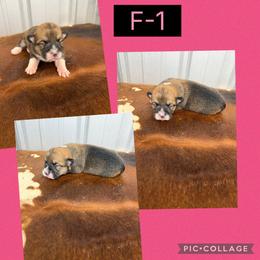 Girl 1 - Red female Pembroke Welsh Corgi puppy in Linden, Texas from W&W “lil” Wrangler Corgis