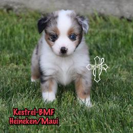 Kestrel - Blue merle female Miniature American Shepherd puppy in Elgin, Oregon from Cross L Miniature American Shepherds
