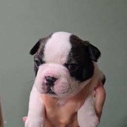 Girl 1 - female Boston Terrier puppy in Elk, Washington from Grizzly Bear Bostons