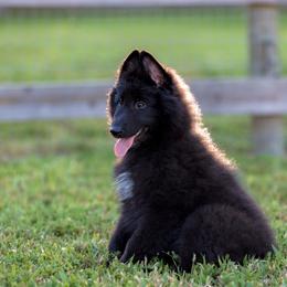 Belgian Sheepdogs from Sans Soleil