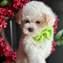 Chance - White male Poodle puppy in Adolphus, Kentucky from Deerly Poodles