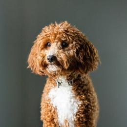 Poodles from Sweet Honey Moyen Poodles