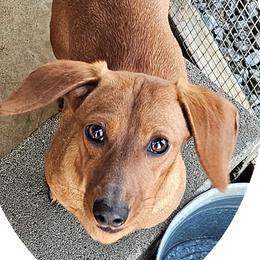 Holly - Dachshund