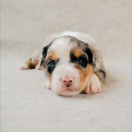 Valley - Blue merle female Australian Shepherd puppy in Aberdeen, North Carolina from Huckleberry Hill Aussies LLC.