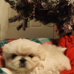 Pekingese Puppies from Heather's Pekingese