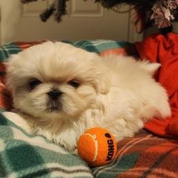 Pekingese Puppies from Heather's Pekingese