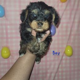 Boy 2 - Black and gold male Yorkipoo puppy in Gilbert, Arizona from Yorkie Your Soulmate Puppy
