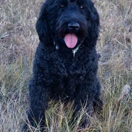 Australian Labradoodle All Grown Up from Rocky Mountain Labradoodles