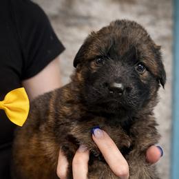 Indiana - Sable female German Shepherd puppy in Canton, Texas from WILDWOOD GERMAN SHEPHERDS