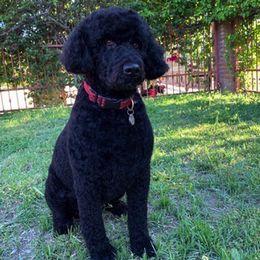 Portuguese Water Dogs from Chien D’Eau Portuguese Water Dogs