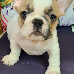 French Bulldogs from Morningstar Frenchies