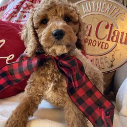 Australian Labradoodle Puppies from Wild Daisy Labradoodles