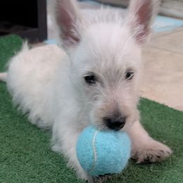 Scottish Terrier Puppies from Atta Scottie
