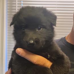 Girl 3 Purple collar - Black female Belgian Sheepdog puppy in Green Bluff, Washington from Clawson Belgians