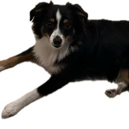Lucius - Toy Australian Shepherd