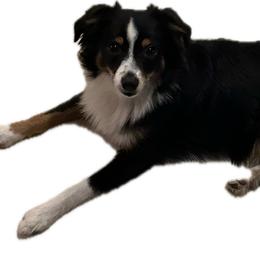 Lucius - Toy Australian Shepherd