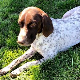 Kaia - German Shorthaired Pointer
