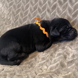 Orange collar - Black male Labrador Retriever puppy in Gilbert, South Carolina from Crout Kennels