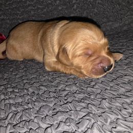 Green - Golden male Golden Retriever puppy in Phoenix, Arizona from Ashrose Kennels