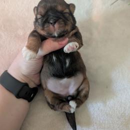 Belle - Red and white female Shih Tzu puppy in West Pawlet, Vermont from Morgan's Shih Tzus