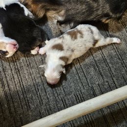 Girl 4 - Red merle Australian Shepherd puppy in Marshall, Michigan from RR Australian Shepherds
